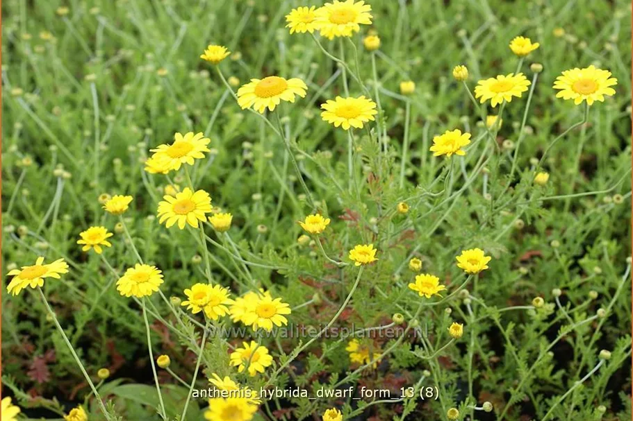 Anthemis hybrida 'Dwarf Form'