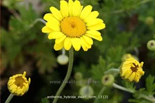 Anthemis hybrida 'Dwarf Form'
