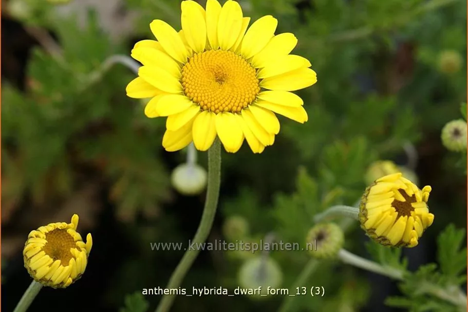 Anthemis hybrida 'Dwarf Form'
