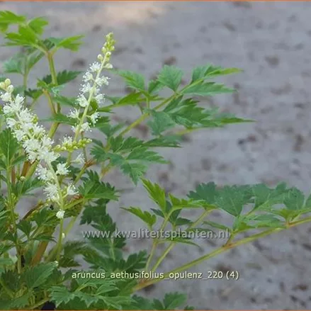 Aruncus aethusifolius 'Opulenz'
