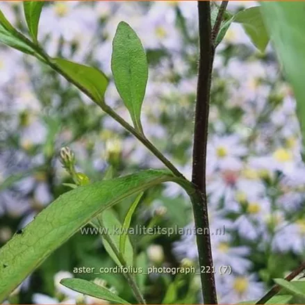 Aster cordifolius 'Photograph'