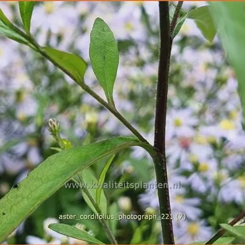 Aster cordifolius 'Photograph'