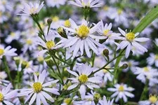 Aster cordifolius 'Photograph'