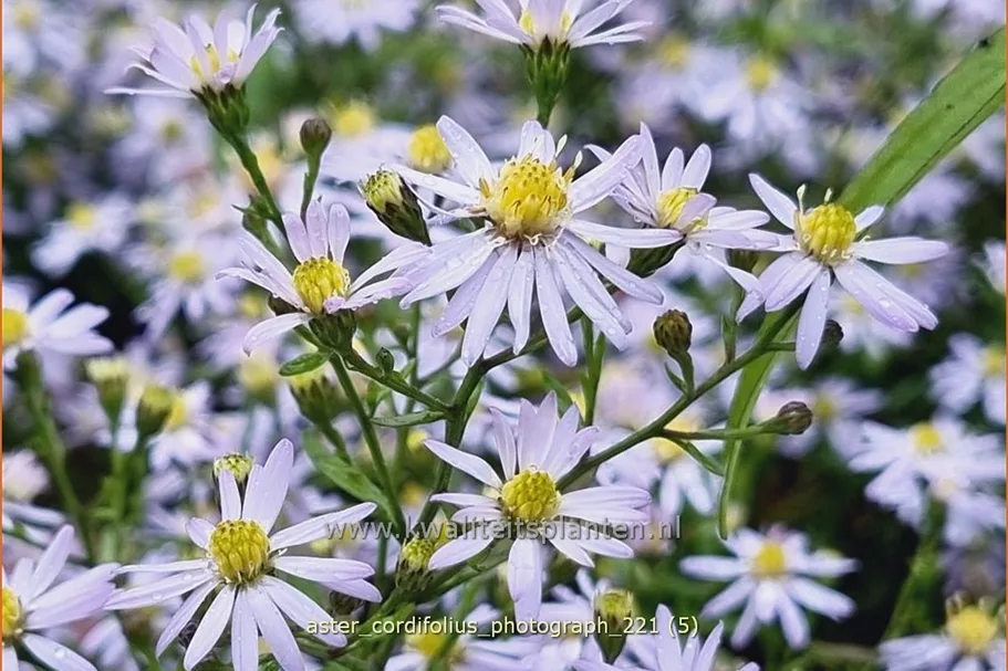 Aster cordifolius 'Photograph'