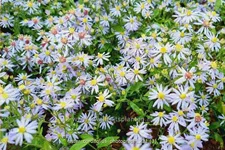 Aster cordifolius 'Photograph'