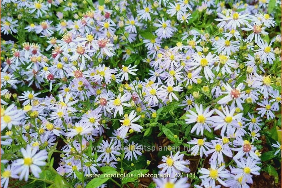 Aster cordifolius 'Photograph'