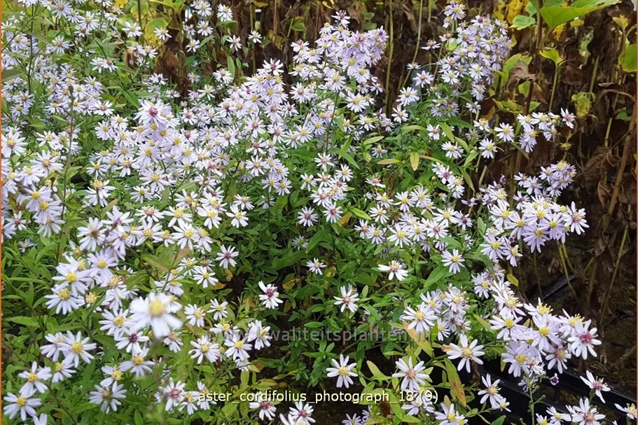 Aster cordifolius 'Photograph'