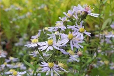 Aster cordifolius 'Photograph'