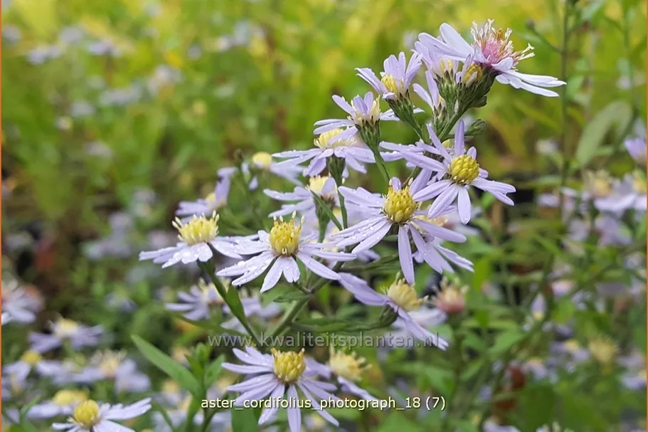Aster cordifolius 'Photograph'