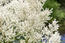 Aruncus dioicus