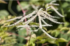 Aruncus dioicus 'Kneiffii'