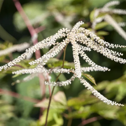 Aruncus dioicus 'Kneiffii'