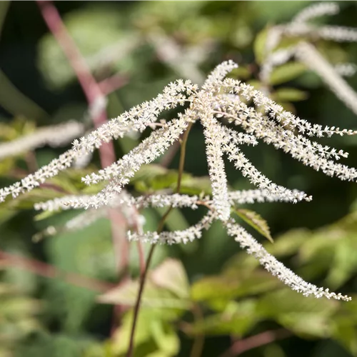 Aruncus dioicus 'Kneiffii'