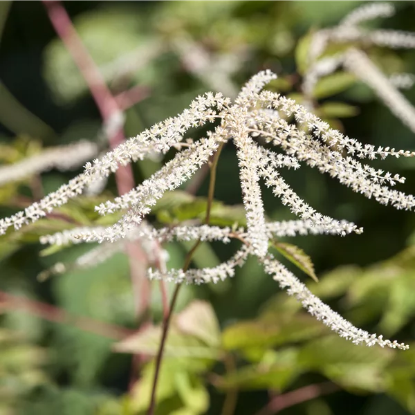 Aruncus dioicus 'Kneiffii'