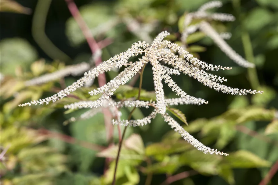 Aruncus dioicus 'Kneiffii'