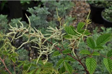 Aruncus dioicus