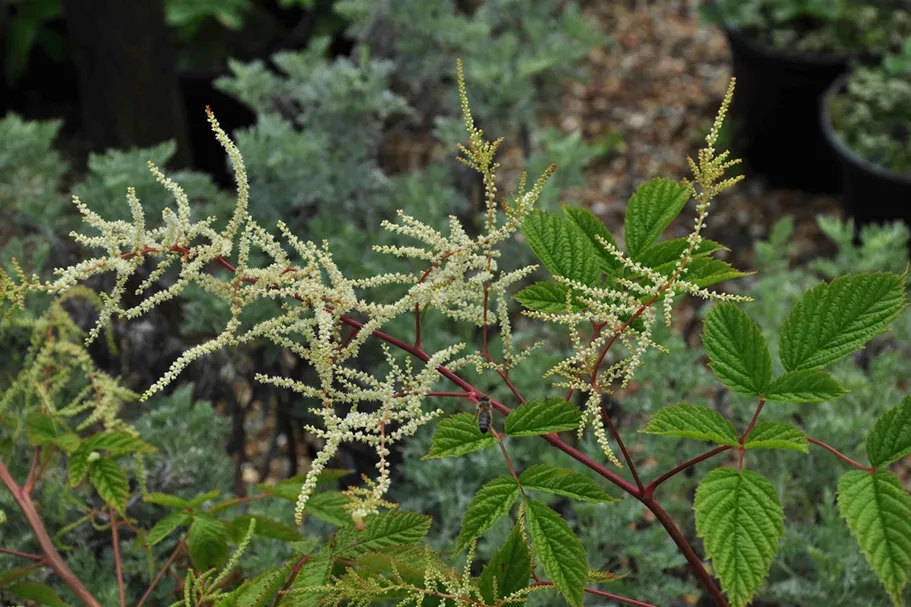 Aruncus dioicus