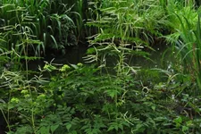 Aruncus dioicus