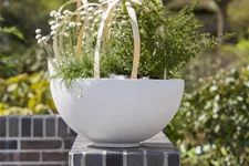 Armeria maritima 'Alba'