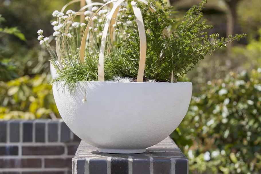 Armeria maritima 'Alba'
