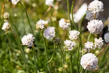 Armeria maritima 'Alba'