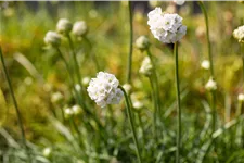 Armeria maritima 'Alba'