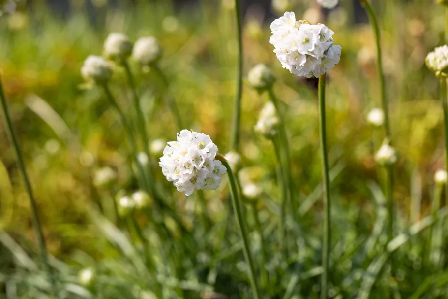 Armeria maritima 'Alba'