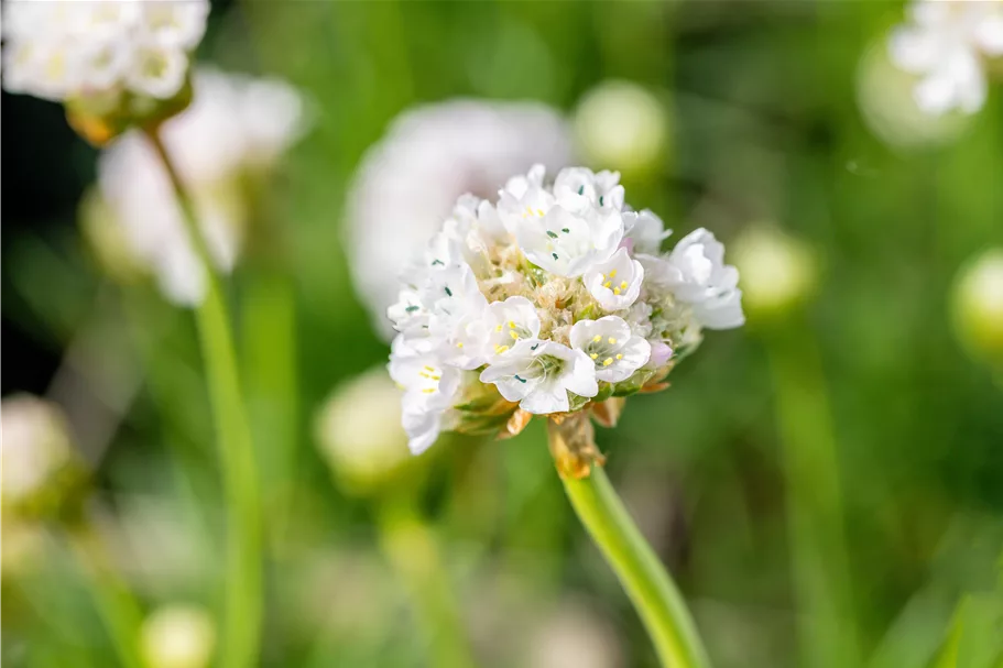 Armeria maritima 'Alba'