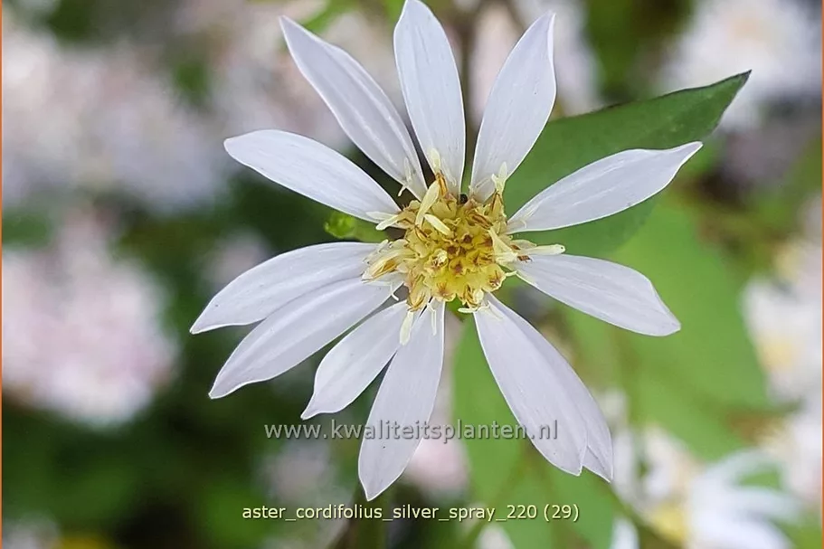 Aster cordifolius 'Silver Spray'