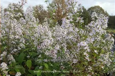 Aster cordifolius 'Silver Spray'
