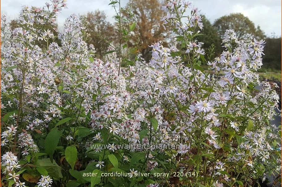Aster cordifolius 'Silver Spray'
