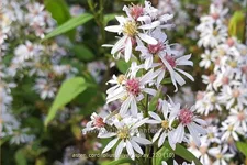 Aster cordifolius 'Silver Spray'