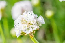 Armeria maritima 'Alba'