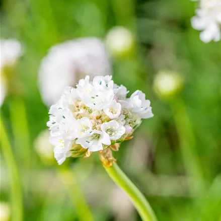 Armeria maritima 'Alba'
