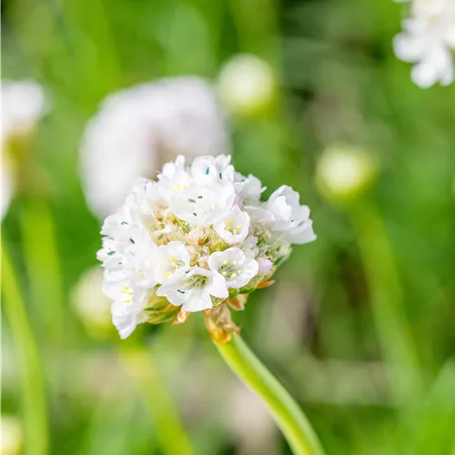 Armeria maritima 'Alba'