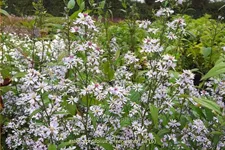 Aster cordifolius 'Silver Spray'