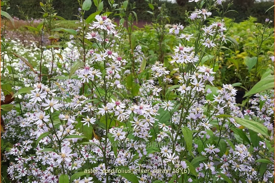 Aster cordifolius 'Silver Spray'