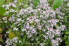 Aster cordifolius 'Silver Spray'