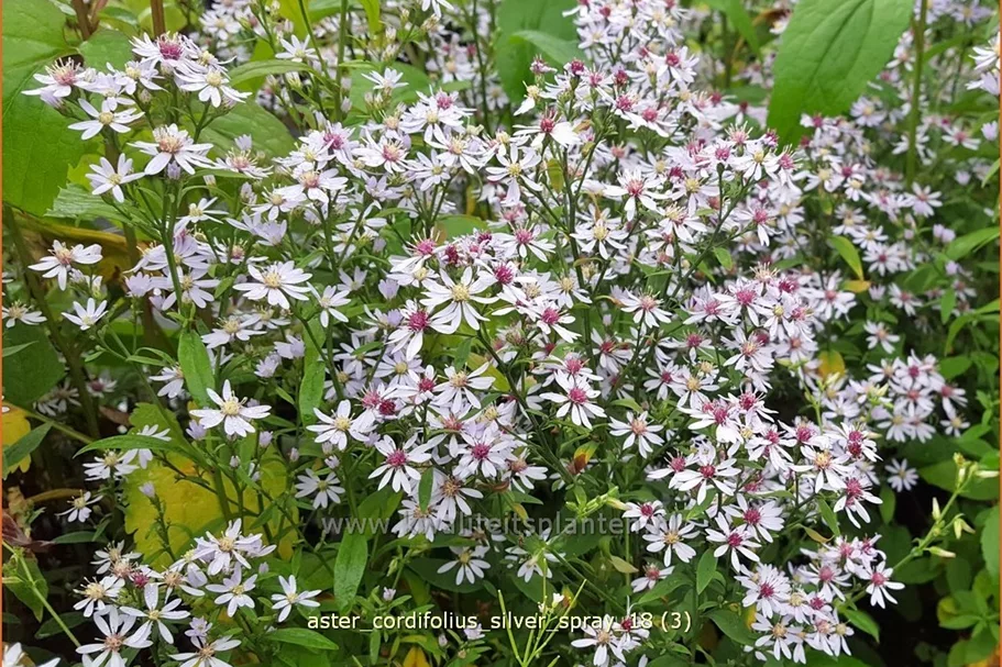 Aster cordifolius 'Silver Spray'