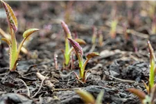Aster cordifolius 'Silver Spray'