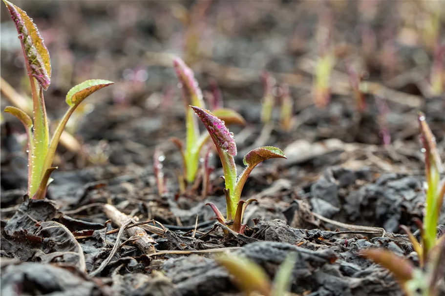 Aster cordifolius 'Silver Spray'