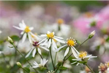 Aster cordifolius 'Silver Spray'