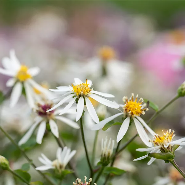 Aster cordifolius 'Silver Spray'