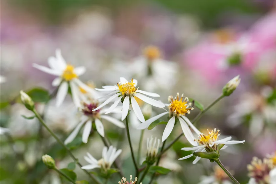 Aster cordifolius 'Silver Spray'
