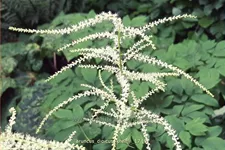 Aruncus dioicus 'Kneiffii'