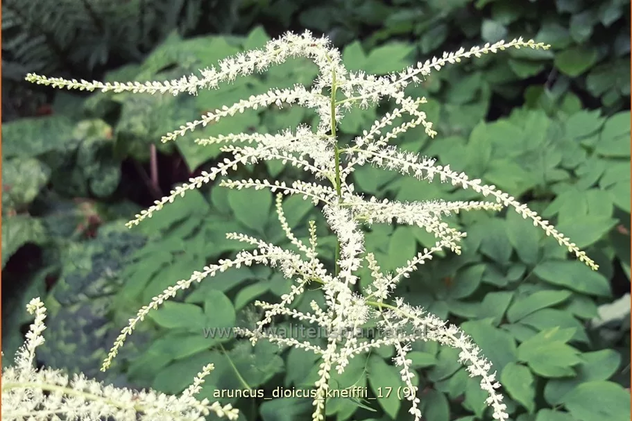 Aruncus dioicus 'Kneiffii'