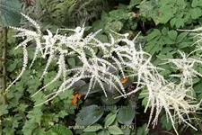 Aruncus dioicus 'Kneiffii'
