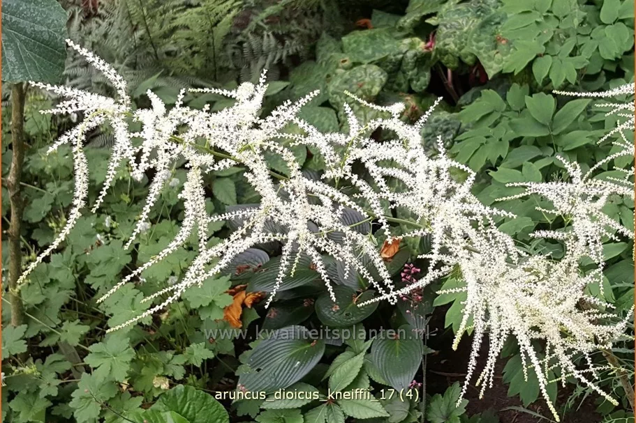 Aruncus dioicus 'Kneiffii'