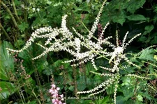 Aruncus dioicus 'Kneiffii'