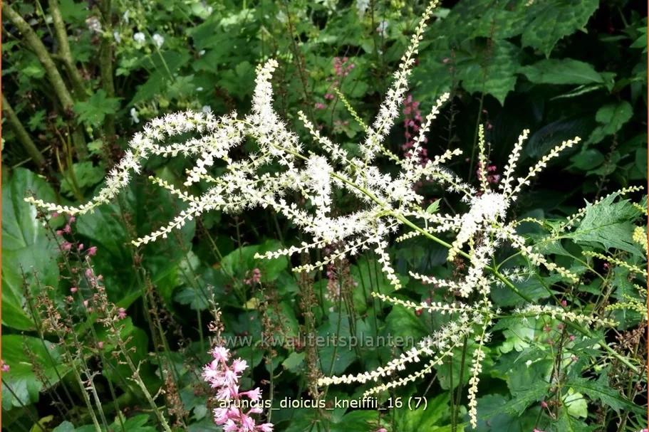 Aruncus dioicus 'Kneiffii'